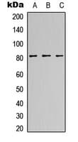 Polyclonal Rabbit anti-Human FAM111B Antibody (Internal, IHC, WB)