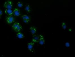 HAO1 Antibody (clone OTI5A1)