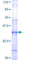 Human F5 / Factor Va Protein (Recombinant GST, N-terminus)