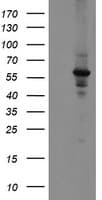 Monoclonal Mouse anti-Human DPH2 Antibody (clone OTI4D9, IHC, WB)