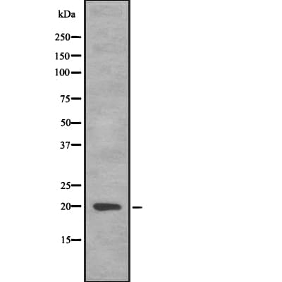 AGR2 Antibody