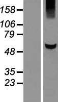 Human KLHL42 / KLHDC5 Protein (Over-Expression Lysate Myc-DDK (Flag))