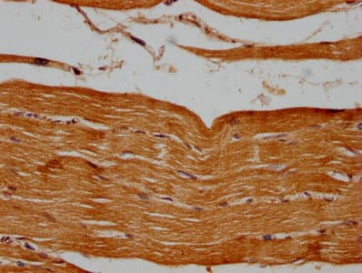 PSMB2 Antibody