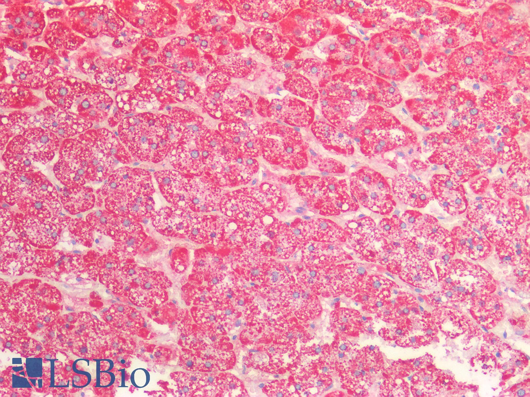 IHC-plus™ HSPE1 / HSP10 / Chaperonin 10 Antibody