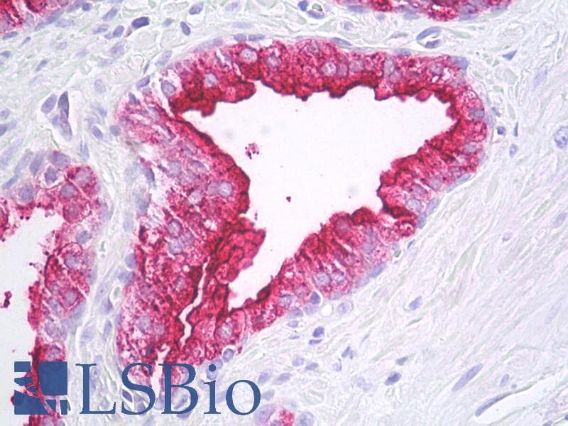 IHC-plus™ FOLH1 / PSMA Antibody (aa44-750, clone GCP-04)