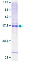 Human KCNMB2 Protein (Recombinant GST)