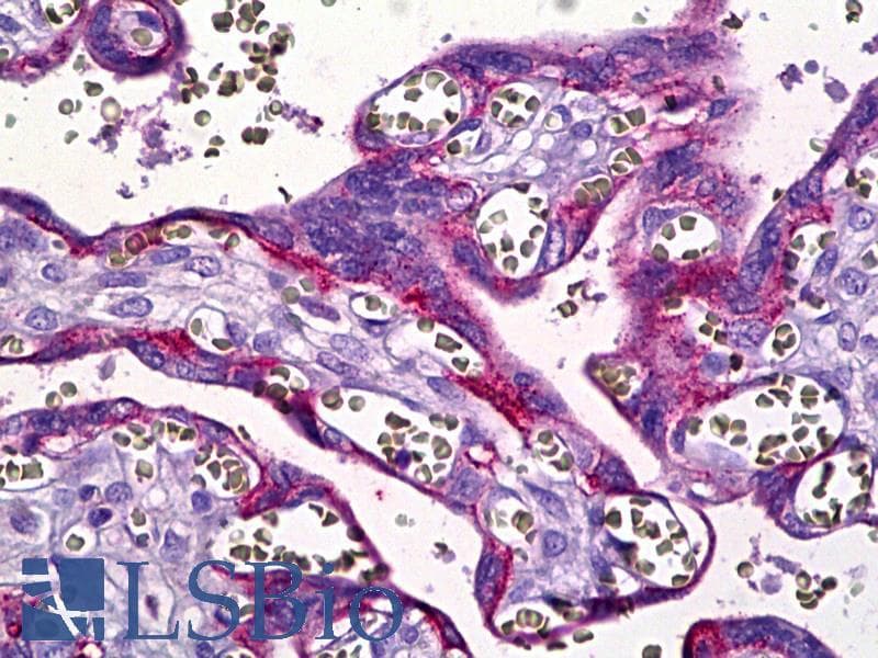 IHC-plus™ Basigin / Emmprin / CD147 Antibody (Internal, clone EPR4052)