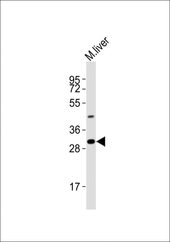 UTF1 Antibody (aa325-359)