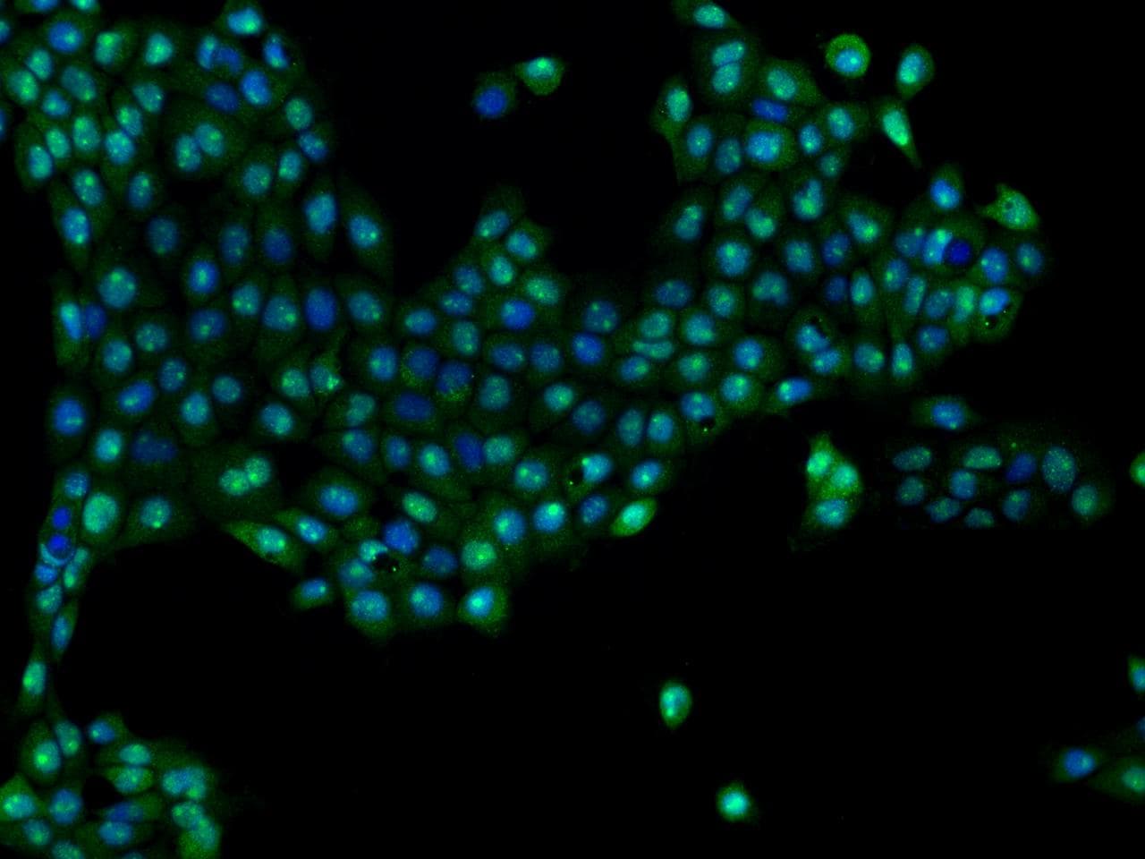 Polyclonal Rabbit anti-Human PWP2H / PWP2 Antibody (IHC, IF)
