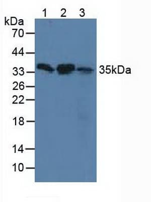 SMN1 Antibody (aa2-294, APC)