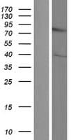 DIXDC1 Protein (Over-Expression Lysate Myc-DDK (Flag))