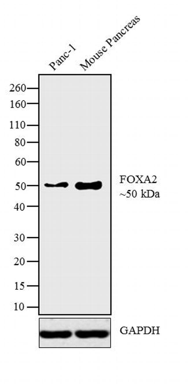 FOXA2 Antibody (clone 7H4B7)