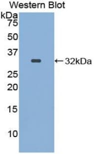 ITFG1 / TIP Antibody (aa55-306, APC)