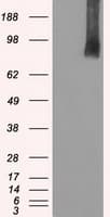 BRAF / B-Raf Antibody (clone OTI3C3)