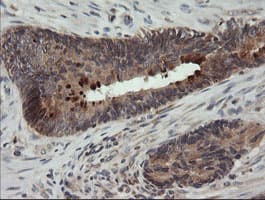 UBE2G2 Antibody (clone OTI4D4, Carrier-free)