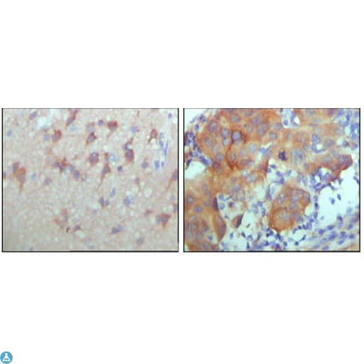 ERBB3 / HER3 Antibody