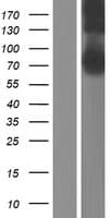 CERCAM Protein (Over-Expression Lysate Myc-DDK (Flag))