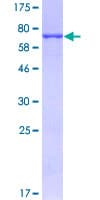 Human EF1G / EEF1G Protein (Recombinant GST)