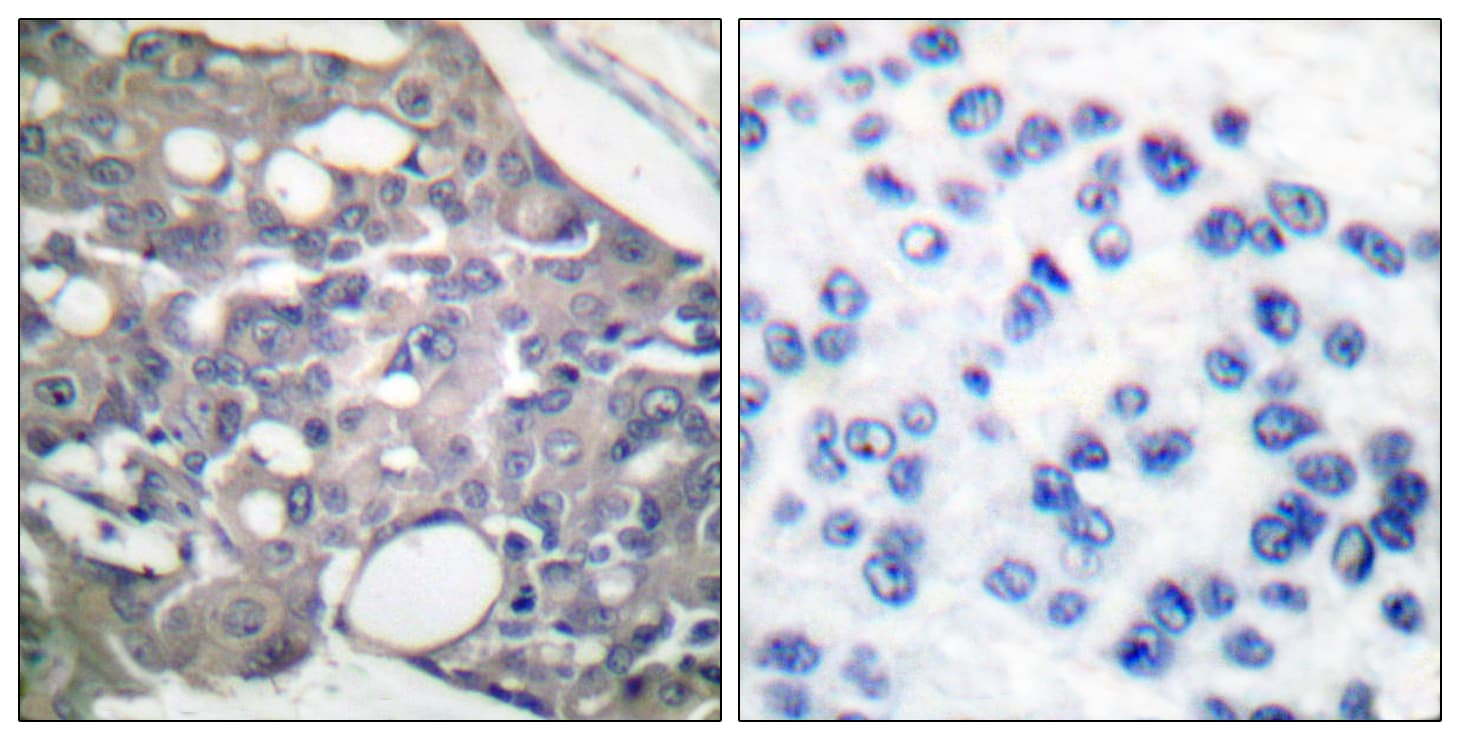 PTPN6 / SHP1 Antibody (phospho-Tyr536)