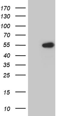 LSM11 Antibody (clone OTI1A4)