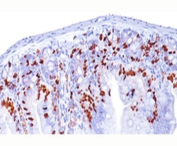 BrdU Antibody (clone BRD494, Ready-to-Use)
