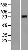 ALOXE3 Protein (Over-Expression Lysate Myc-DDK (Flag))