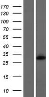 Human FBXO45 Protein (Over-Expression Lysate Myc-DDK (Flag))