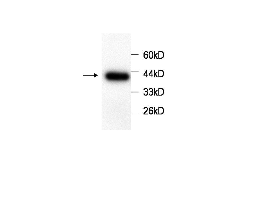 ANXA4 / Annexin IV Antibody