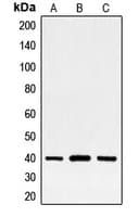 FOSL2 / FRA-2 Antibody (C-Terminus)