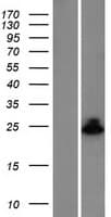 BAX Protein (Over-Expression Lysate Myc-DDK (Flag))