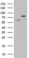 OAS2 Antibody (aa60-335, clone OTI4B11)