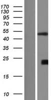 CSNK1G3 / CKI-Gamma 3 Protein (Over-Expression Lysate Myc-DDK (Flag))