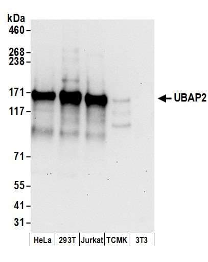 Polyclonal Rabbit anti-Human UBAP2 Antibody (aa600-650, WB)