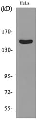 JAG1 / Jagged 1 Antibody
