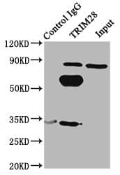 Polyclonal Rabbit anti-Human TRIM28 / KAP1 Antibody (IHC, WB)