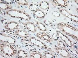 Monoclonal Mouse anti-Human NTF3 / Neurotrophin 3 Antibody (clone OTI5A2, IHC, IF, WB)