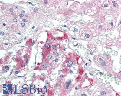 IHC-plus™ MER / MERTK Antibody (aa840-999)