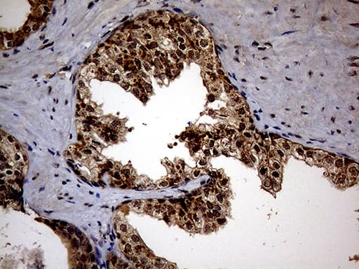 KCTD9 Antibody (aa1-223, clone OTI5G4)
