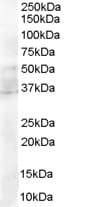 Polyclonal Goat anti-Human MYD88 Antibody (Internal Region, IHC, WB)