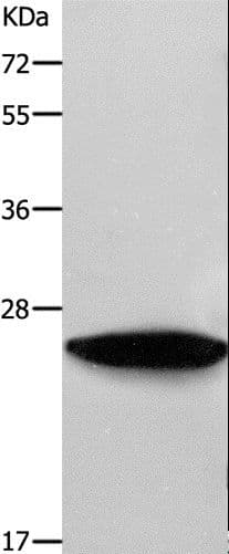 RAB38 Antibody