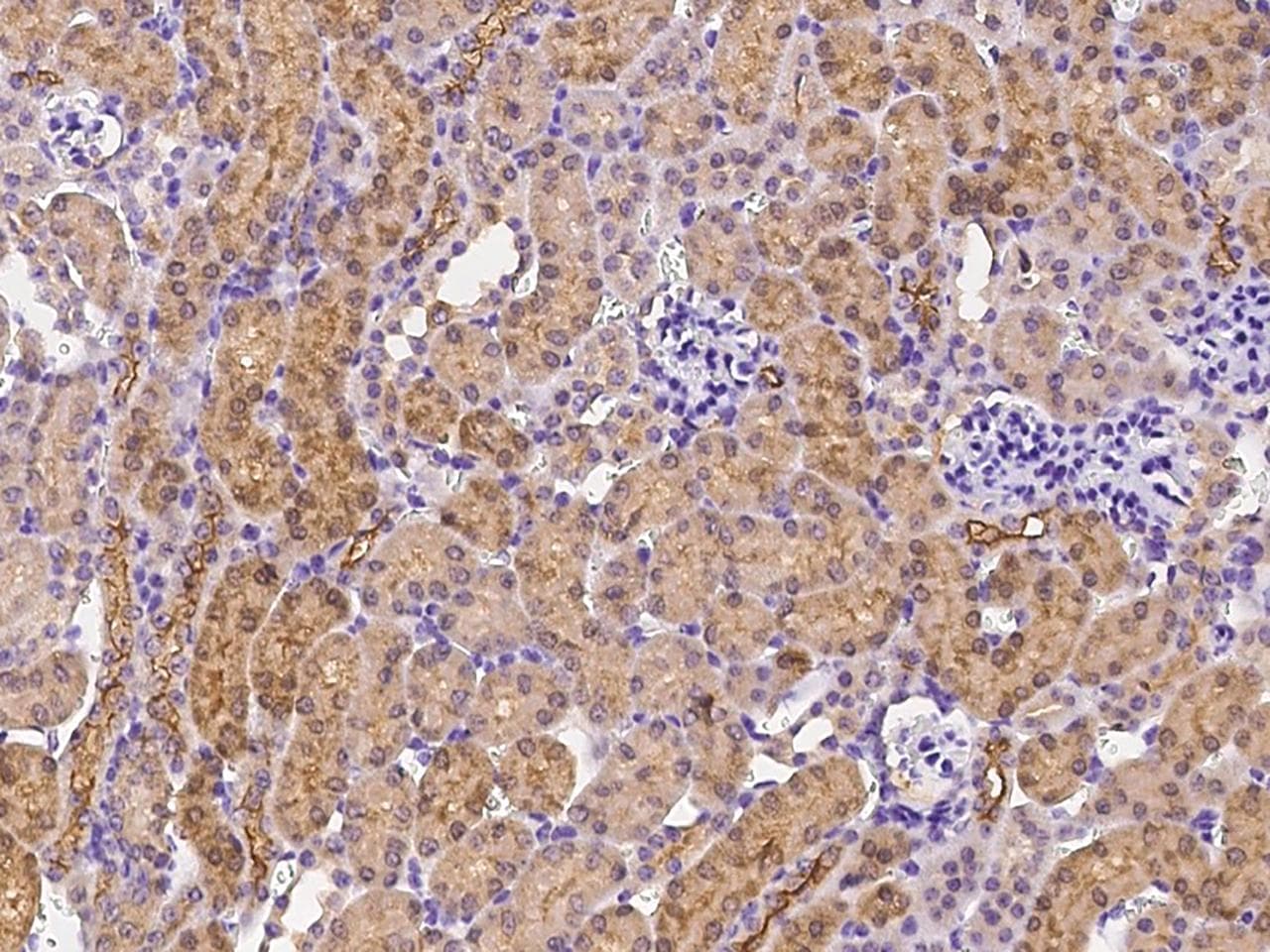 Polyclonal Rabbit anti-Hamster-Chinese LAMP2 / CD107b Antibody (IHC)
