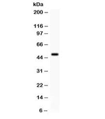 SGK1 / SGK Antibody