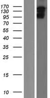 IQSEC1 Protein (Over-Expression Lysate Myc-DDK (Flag))