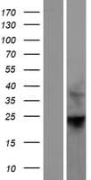 RHOF Protein (Over-Expression Lysate Myc-DDK (Flag))