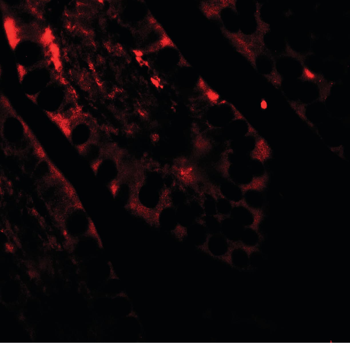 IHC-plus™ Polyclonal Rabbit anti-Human CRTC2 / TORC2 Antibody (IHC, IF, WB)