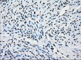 TSC501 / NAT8 Antibody (clone OTI5A8, Carrier-free)