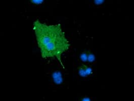 Monoclonal Mouse anti-Human MICAL1 / MICAL Antibody (clone OTI6C7, IF, WB)