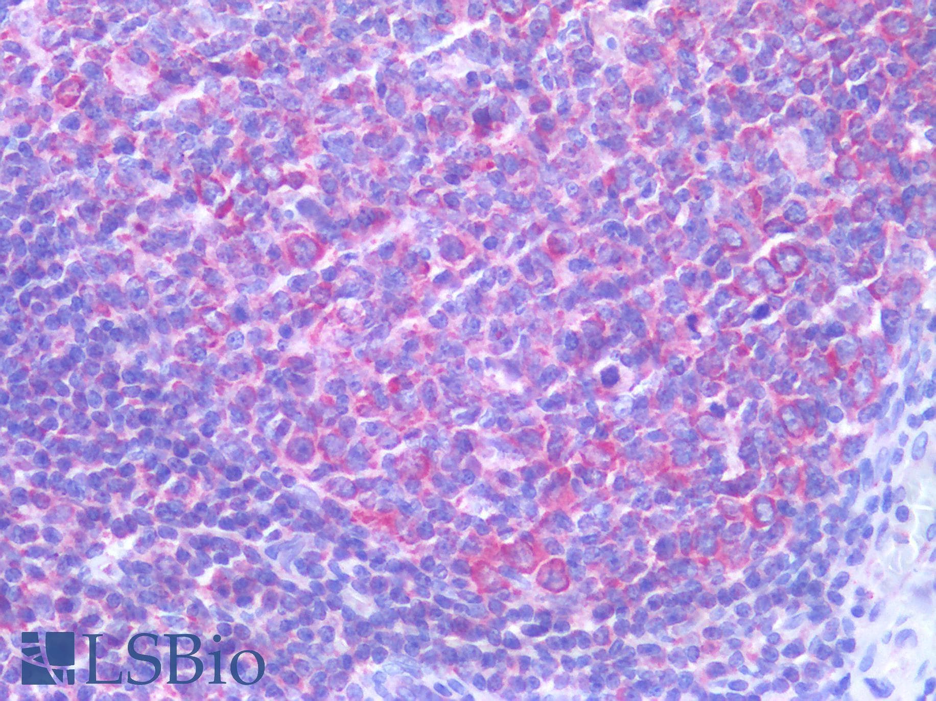 IHC-plus™ CD63 Antibody