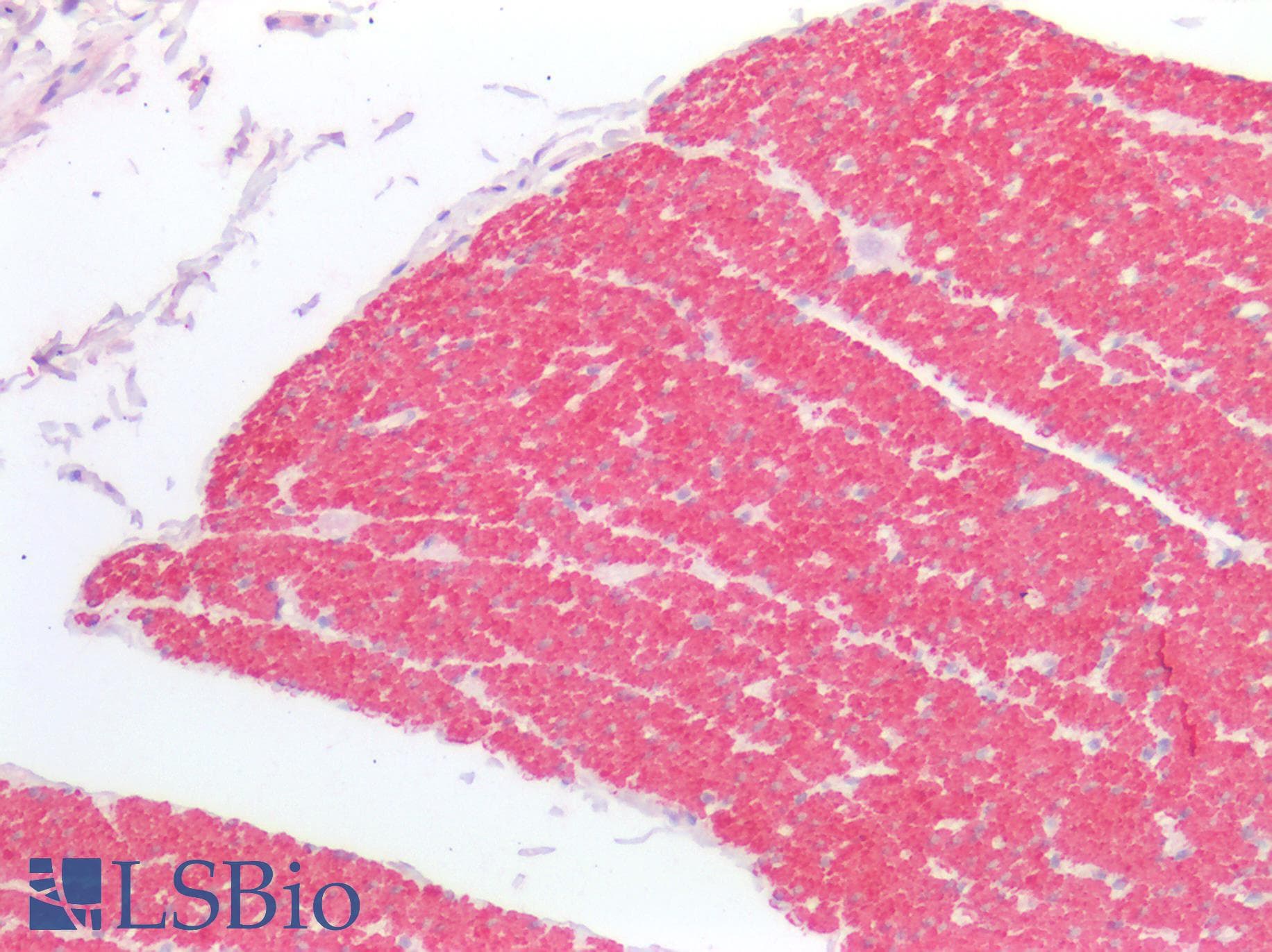 IHC-plus™ ATG16L1 / ATG16L Antibody