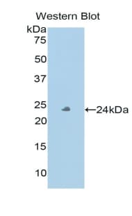 PXDN / MG50 Antibody (aa76-260)